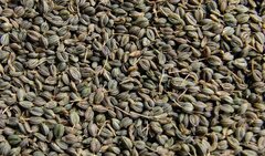 Семена Перец  Калифорнийское чудо , раннеспелый, бп, 0,2 г 2869381