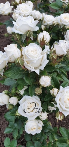 Шоу Балет(Snow ballet Premium Garden Rose)