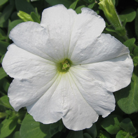 S6022 Петуния кустовая Grandiflora TriTunia Fresh White 10шт.