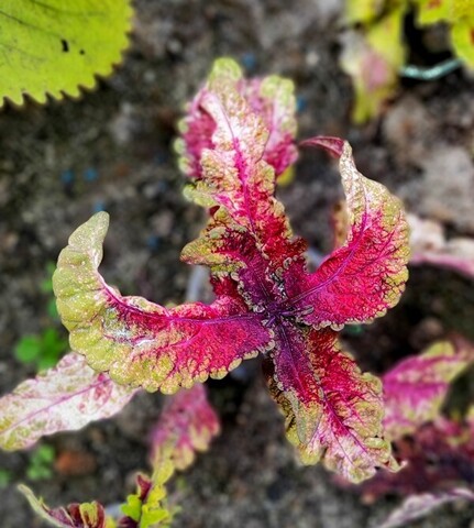 Шахиня колеус КСР