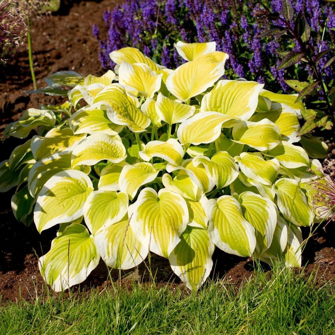 Хоста spring ghost. Хоста спринг хост. Хоста спринг монинг spring morning. Хоста спринг. Хоста спринг монинг.