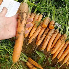 Небула F1 семена моркови нантской (Seminis / Семинис)