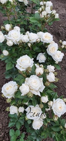 Шоу Балет(Snow ballet Premium Garden Rose)