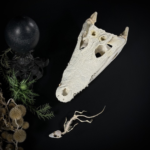 Скелет крокодила + череп крокодила