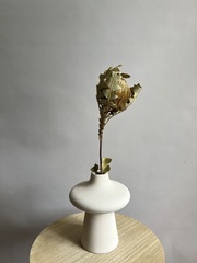 Банксия круглоплодная