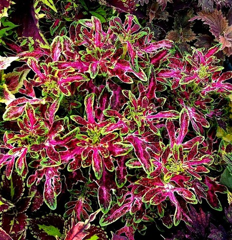 Медуза Тай колеус