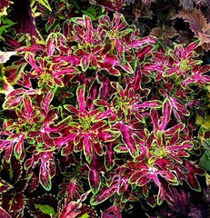 Медуза Тай колеус