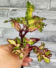 Цветочный лабиринт АГ колеус КСР