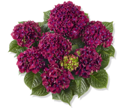 Гортензия крупнолистная (Macrophylla) Royal Red Purple 12 шт.