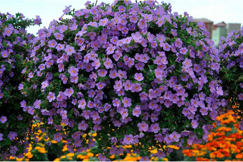 1038 Бакопа GREAT REGAL BLUE