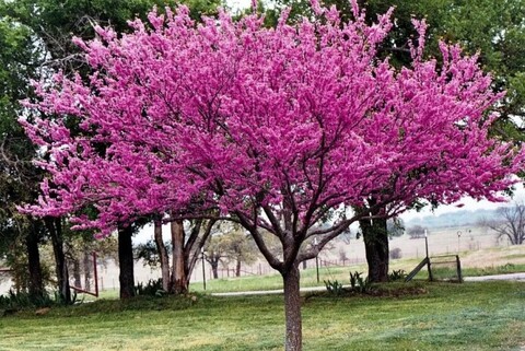 Яблоня декоративная Недзведского