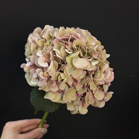 Гортензия салатовая 60 см 1 шт