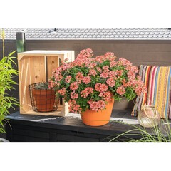 1581 Вербена EMPRESS FLAIR RED