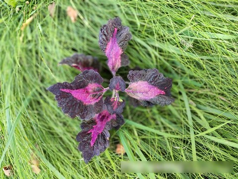 Pink Swing ES колеус