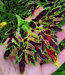 Эмбер Тай колеус КСР