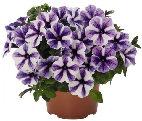 Петуния Sweetunia Starfish