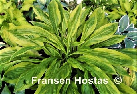 Foxfire Palm Sunday хоста