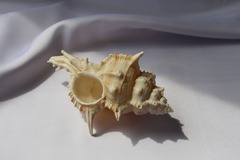 Мурекс плисифероидес (Murex pliciferoides)