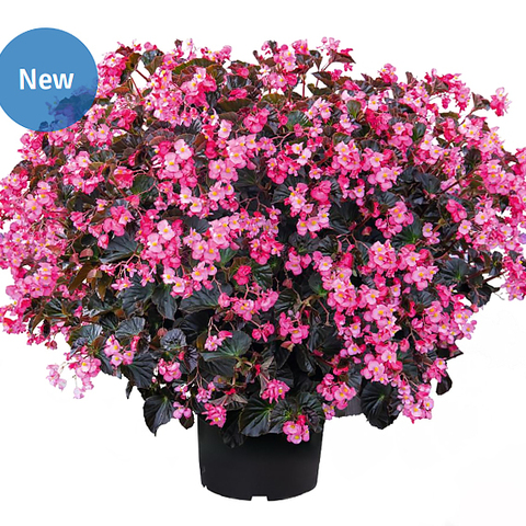S2232 Бегония вечноцветущая Stonehedge Rose Bronze Leaf 3 шт.