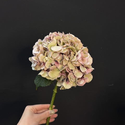 Гортензия салатовая 60 см 1 шт