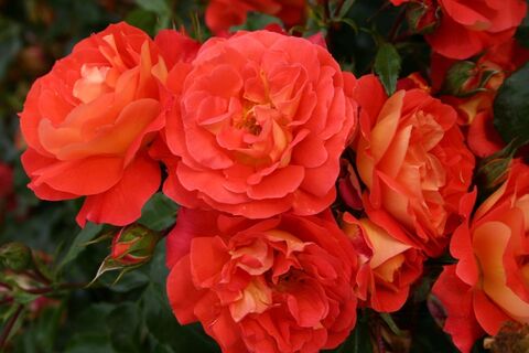 Братья Гримм(Gebruder Grimm)