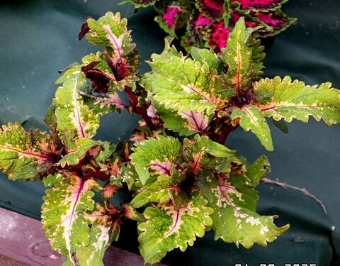 Шелковый путь UO колеус КСР