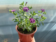 Калибрахоа Кабаре Спешл Дабл Пёрпл Биколор