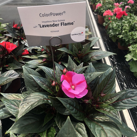 1112 Бальзамин НГ COLORPOWER LAVENDER FLAME