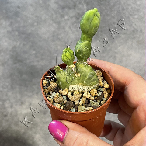 Трихоцереус Бриджерси Кристата Монстроза d5