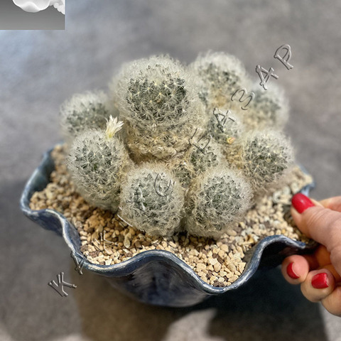 Маммиллярия Плюмоза в Керамике Ручной Работы d20