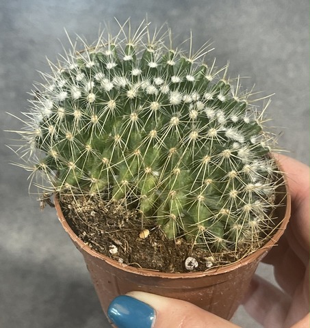 Маммиллярия Прингла Кристата d9