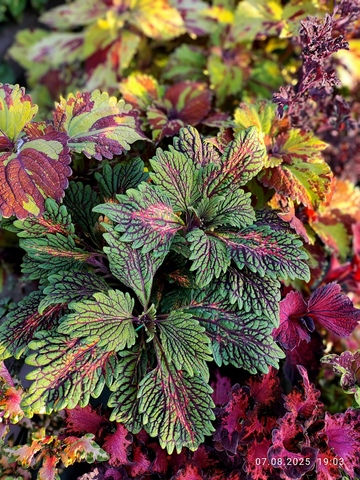 Узор волшебника UO колеус КСР