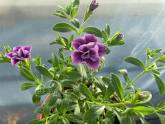 Калибрахоа Кабаре Спешл Дабл Пёрпл Биколор