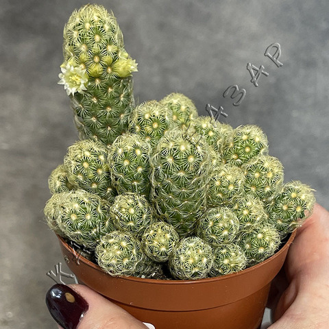 Маммиллярия Элонгата Лемон d8