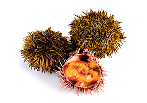 Морской еж ЖИВОЙ, шт