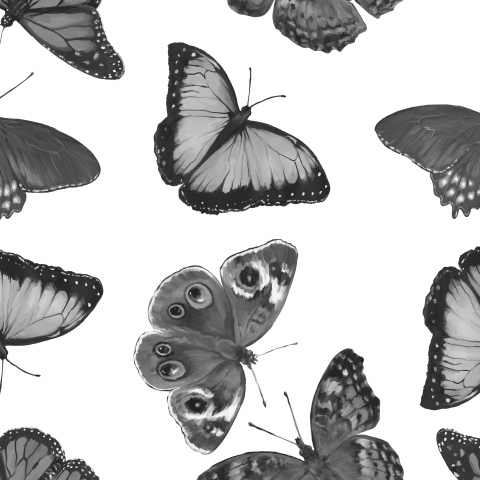 Черно-белые бабочки на отборных фото!