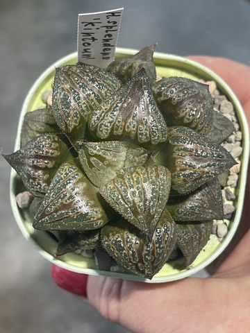 Хавортия Спленденс Кинтаун d7