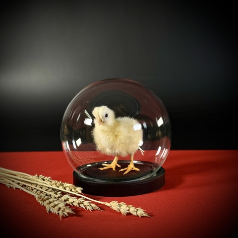 Цыплёнок в клоше