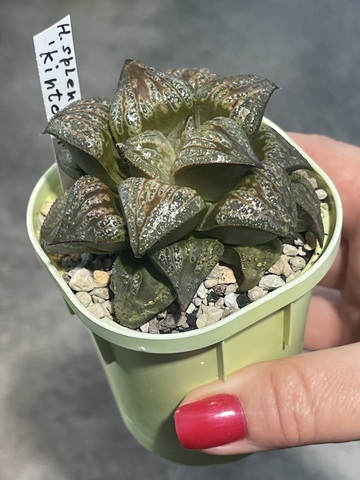 Хавортия Спленденс Кинтаун d7