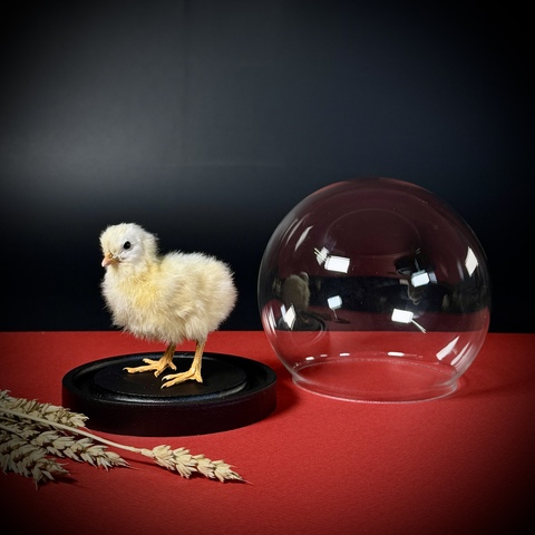 Цыплёнок в клоше