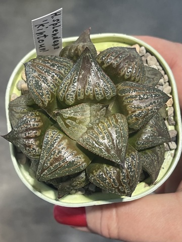 Хавортия Спленденс Кинтаун d7