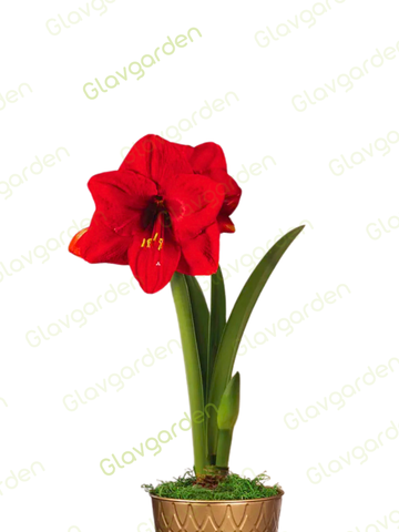 Амариллис «Ред Лион»