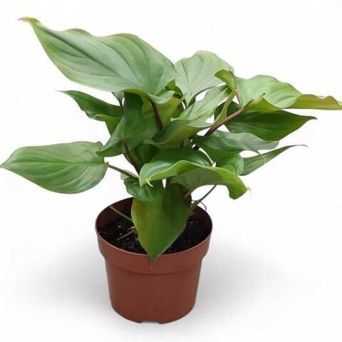 Хамаломена Грин