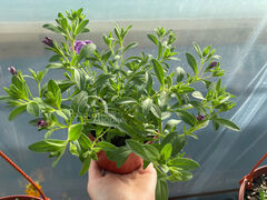 Калибрахоа Кабаре Спешл Дабл Пёрпл Биколор