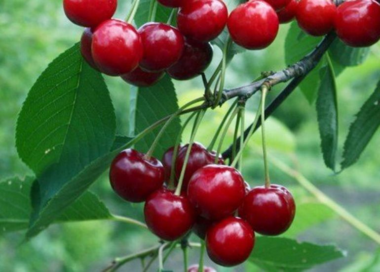 Черешня мичуринская поздняя. Черевишня дюк. Черешня мичуринская. Вишня степная «касмалинка». Вишня расплетка.