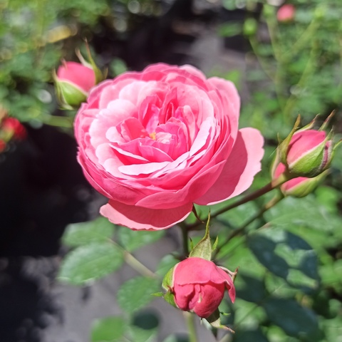 Роза чайно - гибридные Mix