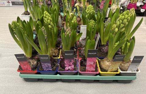 Гиацинт 1 луковица