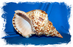 Харония тритонис вариегата (Charonia tritonis variegata), 22см (фото по запросу)