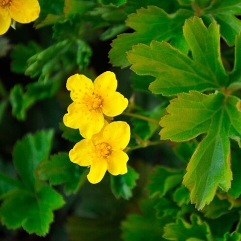 Вальдштейния 