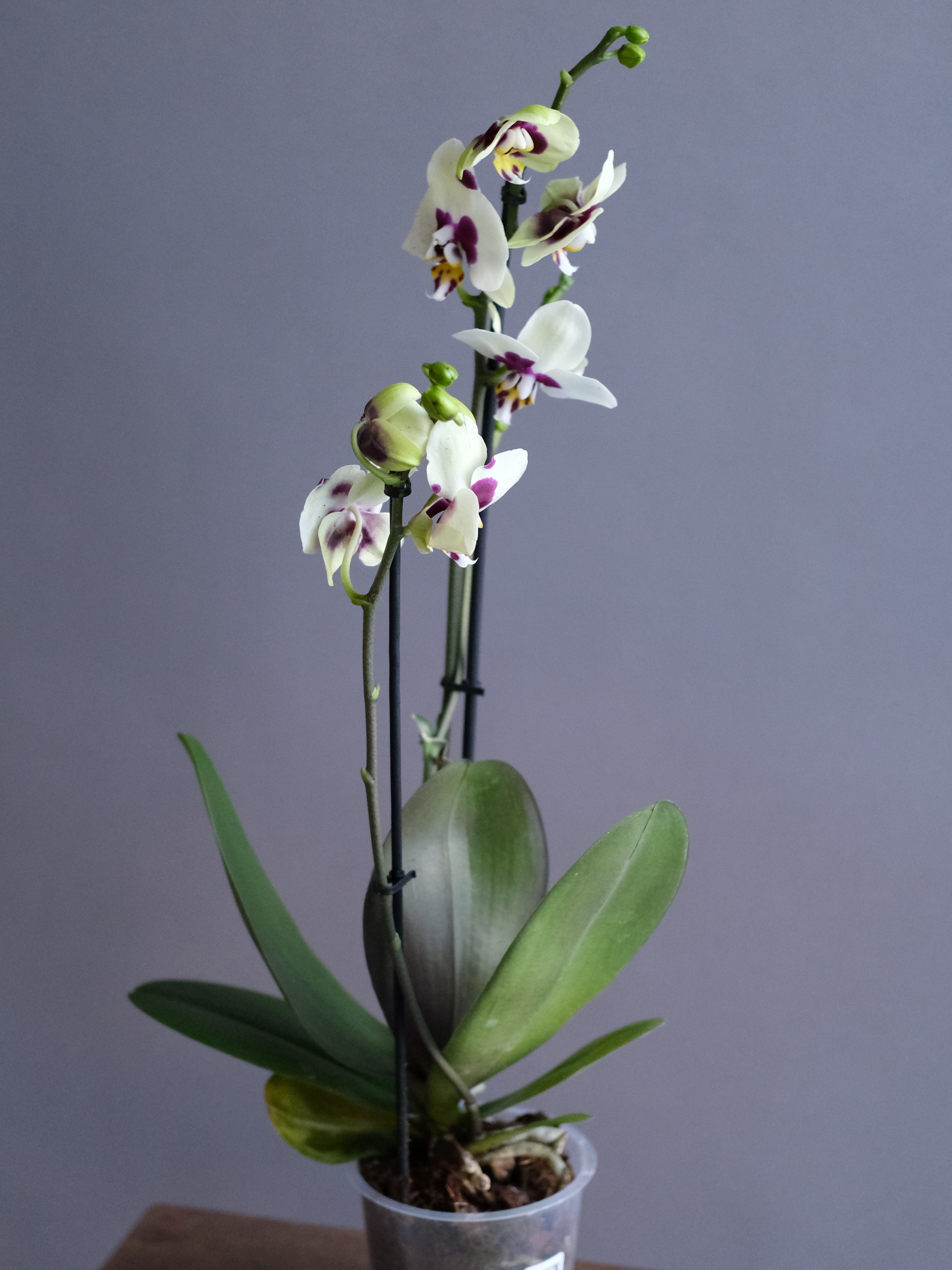 Фаленопсис бело-фиолетовая 2 ст (D-12)